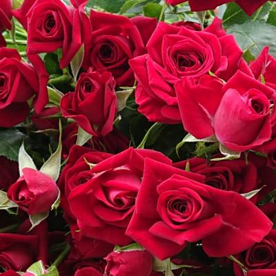 ふるさと納税 杵築市 『天使のバラ』薔薇だけのミニ丈ブーケ(赤系)Sサイズ |  | 03