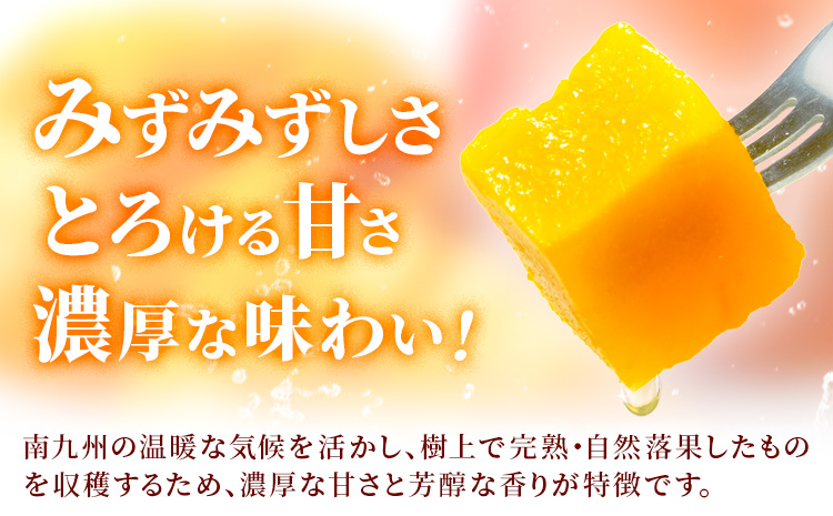 鹿児島県産 完熟マンゴー 化粧箱入り 約1kg 祝迫果樹園《6月中旬-7月中旬頃出荷》鹿児島県 さつま町 マンゴー 果実 果物 くだもの フルーツ 果肉 果汁 高級 ご褒美 贅沢 グルメ---stm-