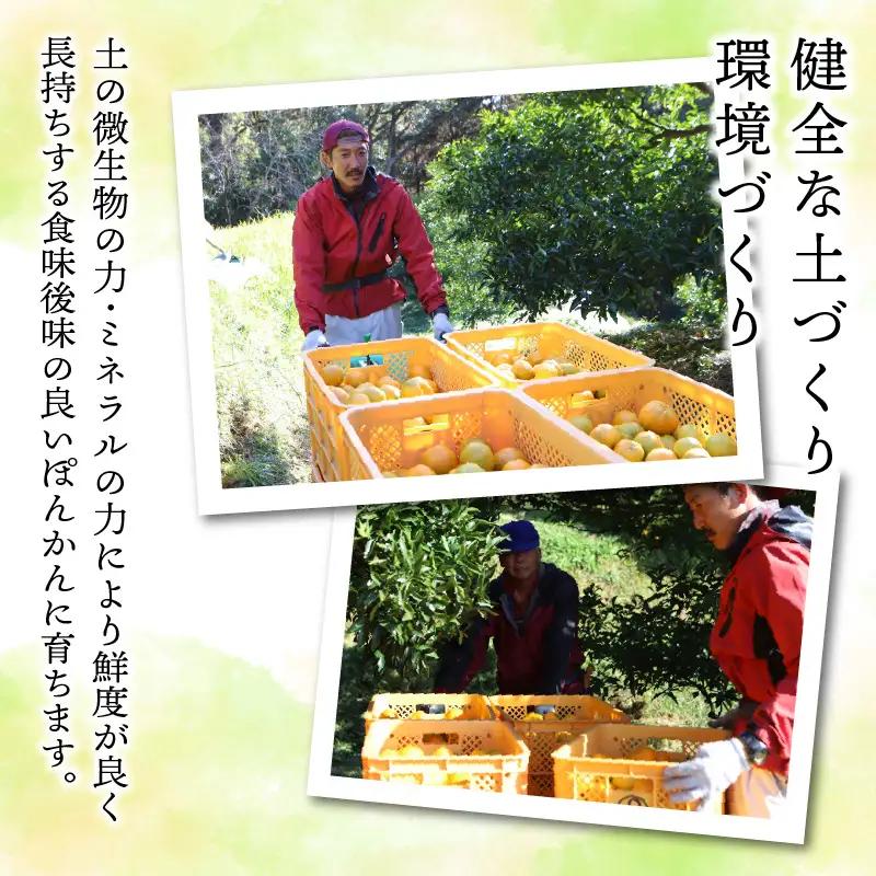 S117-001A_熟成完熟！天草ぽんかん　特選　約3kg（18玉）1月発送〈先行受付〉