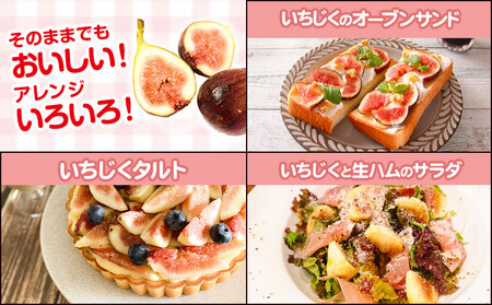 【先行予約】紀の川産 いちじく 特秀品 12玉 WAT農園《2026年8月中旬-11月中旬頃出荷》 和歌山県 紀の川市 イチジク 無花果 フルーツ 果物