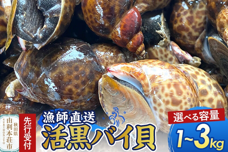 
                  《先行受付》由利本荘市産 活黒バイ貝【選べる容量：1kg／2kg／3kg】《一部地域限定配送》 [徳栄丸 バイ貝 秋田県産 国産]
                