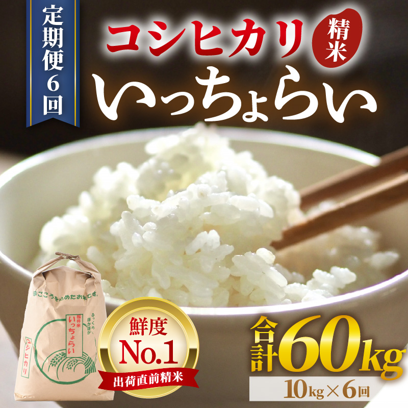 【令和7年産・新米】【一等米】《定期便6回》いっちょらい 精米 10kg × 6回（計60kg） ／ 福井県産 ブランド米 コシヒカリ ご飯 白米 新鮮 大賞 受賞 新米 福井県あわら産 [aw012-k008]
