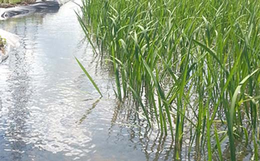 【先行予約】お米の定期便 自然栽培米 太地米完熟 【こしひかり】 白米4.5kg×6か月連続 ブランド米 お米 精米 白米 人気 F7X-0765