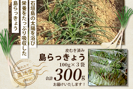 【2024年12月中旬から順次発送】島らっきょう（皮むき済み）300ｇ（100ｇ×3袋入り）KA-1
