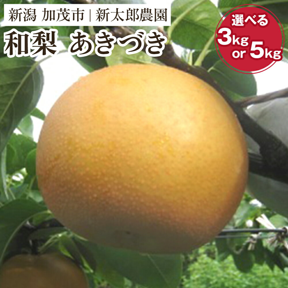 【ふるさと納税】【2025年先行予約】和梨 あきづき 選べる「3kg」 or「 5kg」 《9月下旬から順次発送》 果物 フルーツ 梨 和梨 デザート 加茂市 新太郎農園