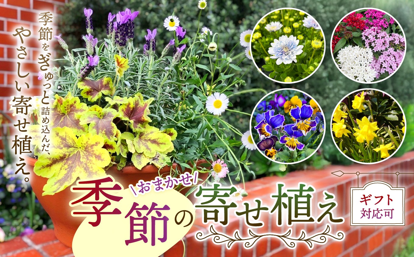 
                  季節 の 寄せ植え ( 内容 おまかせ ) |  お花 flower フラワー ふらわー 花 はな ガーデニング ガーデン 外用 庭 植物  高品質 一年草 球根 宿根草 お任せ ギフトラッピング可 お楽しみ ギフト 誕生日 親孝行 プレゼント贈り物 テラコッタ製 鉢 マークスガーデンアート  イギリス 英国流 フラワーポット 調布 東京都
                