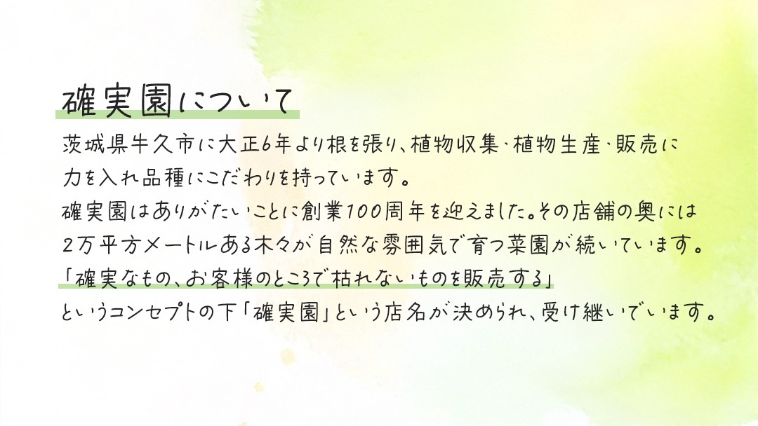 アラレア グリーンエレガンス 5号ポット 1点 家庭 で 園芸 鉢植え 苗 庭木 果樹 ガーデニング 植物 確実園 観葉植物 インテリア 植木鉢 [BG019us]