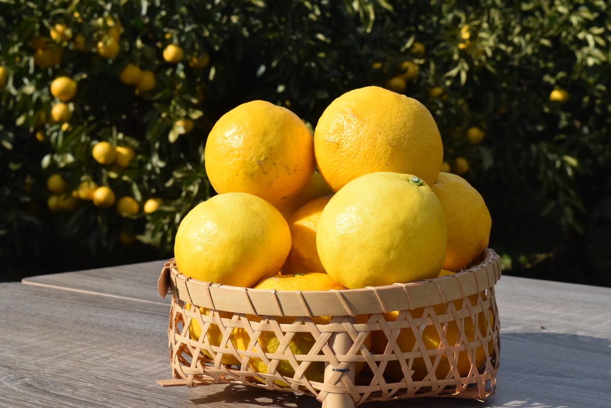 【2月配送】いずのはる　赤秀（最高級）　5kg　JAふじ伊豆　静岡県産 1382 ／ JAふじ伊豆 いずのはる 赤秀 贈り物 静岡県 東伊豆町