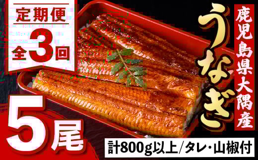 
            E57005 ＜定期便・計3回(連続)＞うなぎ蒲焼・大(有頭)(5尾・計800g以上?3回、タレ、山椒付)鹿児島 国産 鰻 うなぎ ウナギ 蒲焼き うな丼 うな重 ひつまぶし 土用の丑の日 真空パック お土産 贈答 ギフト プレゼント【一般社団法人きもつき宇宙協議会】
          