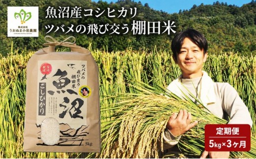 
                  米 定期便 3ヶ月 ツバメの飛び交う 棚田米 5kg コシヒカリ 精米 白米 お米 魚沼産コシヒカリ 新潟米 新潟 魚沼市 定期 3回
                