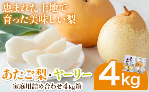 【2026年度先行予約】あたご梨2～3玉 ヤーリー3～7玉 家庭用詰め合わせ4kg箱 石原果樹園 《2026年11月中旬-12月下旬頃より発送予定》岡山県 浅口市 梨 なし 果物 フルーツ くだもの あたご
