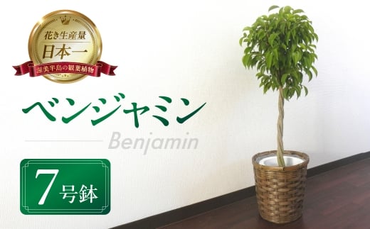 ベンジャミン 観葉植物 植物 7号鉢 人気 おしゃれ かわいい お手入れ 室内 大鉢 中型 インテリア リビング 玄関 寝室 キッチン オフィス プレゼント ギフト 新居 入居 インテリアグリーン グリーン 緑 植物