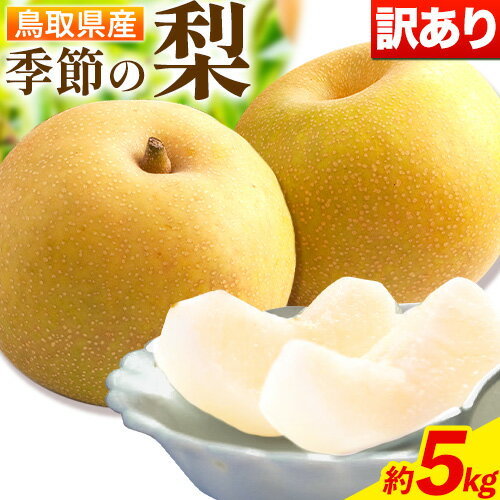 【先行予約】【ふるさと納税】数量限定【ご家庭用】季節の梨 約5kg 旬の品種を1品種お届け《10月上旬-12月中旬頃出荷(土日祝除く)》梨 訳あり 旬 鳥取県 八頭町 なし 果物 フルーツ 特産品 送料無料 果汁 デザート 秋栄 秋甘泉 新興梨 王秋 大容量