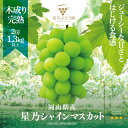 【ふるさと納税】＜2024年発送 木成り完熟＞星乃シャインマスカット(岡山県産)　2房(1.3kg以上) TY0-0587