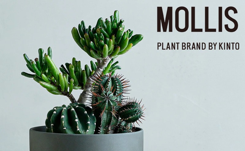 
                  【 観葉植物 】 MOLLIS 寄せ植え ( 宇宙の木 大豪丸 紅ホリダ ) KINTO インテリア サボテン 多肉植物 植物 室内
                
