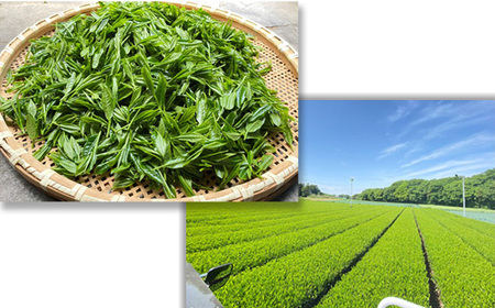 No.724 茨城県さしま茶　飲み比べTBセット