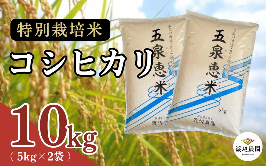 
            【令和6年産新米】 渡辺農園の特別栽培米コシヒカリ 10kg(5kg×2袋) 新潟県 五泉市 渡辺農園
          