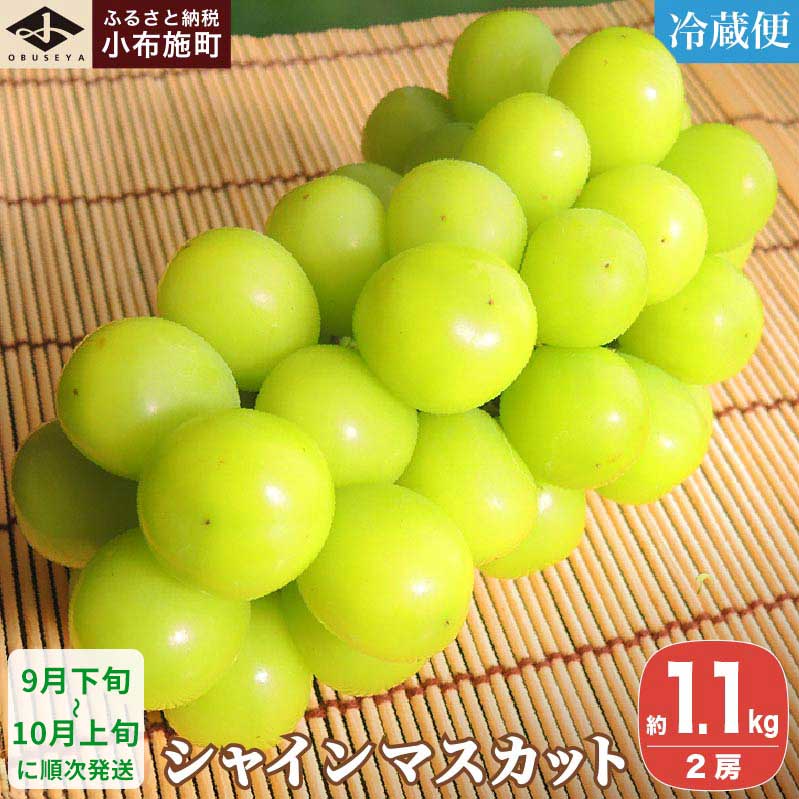 シャインマスカット 約1.1kg 2房 ［小布施屋］ フルーツ 果物 くだもの ぶどう 葡萄 ブドウ 数量限定 クール便配送 長野県産 産地直送 先行予約 送料無料 2026 2026年発送 令和8年産 【2026年9月下旬～10月上旬に発送】