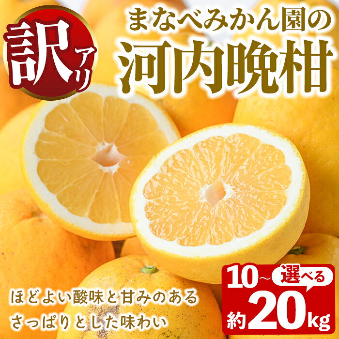 【ふるさと納税】＜先行予約受付中！2027年3月中旬以降順次発送予定＞＜内容量が選べる！＞訳あり！まなべみかん園の河内晩柑(約10～20kg) 国産 鹿児島県産 阿久根市産 柑橘類 果物 フルーツ 期間限定 数量限定 デザート 【有限会社まなべみかん園】