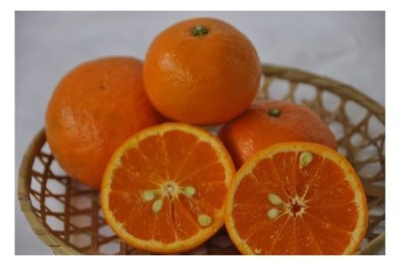 有田の旬果　詰め合わせ(B152-1)