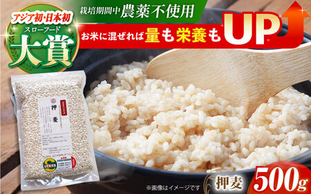 押麦 500g 江北町産 サチホゴールデン【葦農】 HAJ011 雑穀米 サチホゴールデン