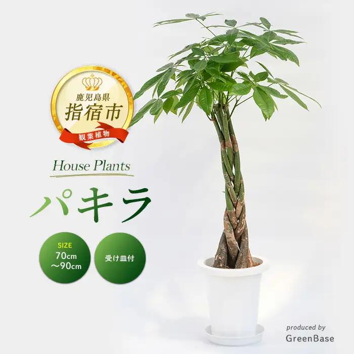 2026年6月頃～発送【観葉植物】パキラ 7号 Green Base IB003-021  観葉植物 ※北海道・沖縄・離島配送不可