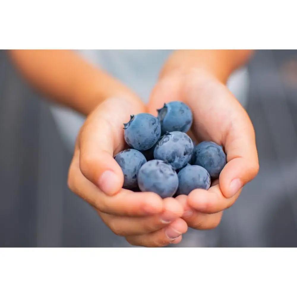 BULE BERRY FARM UEKI 施設利用券 30０００円分