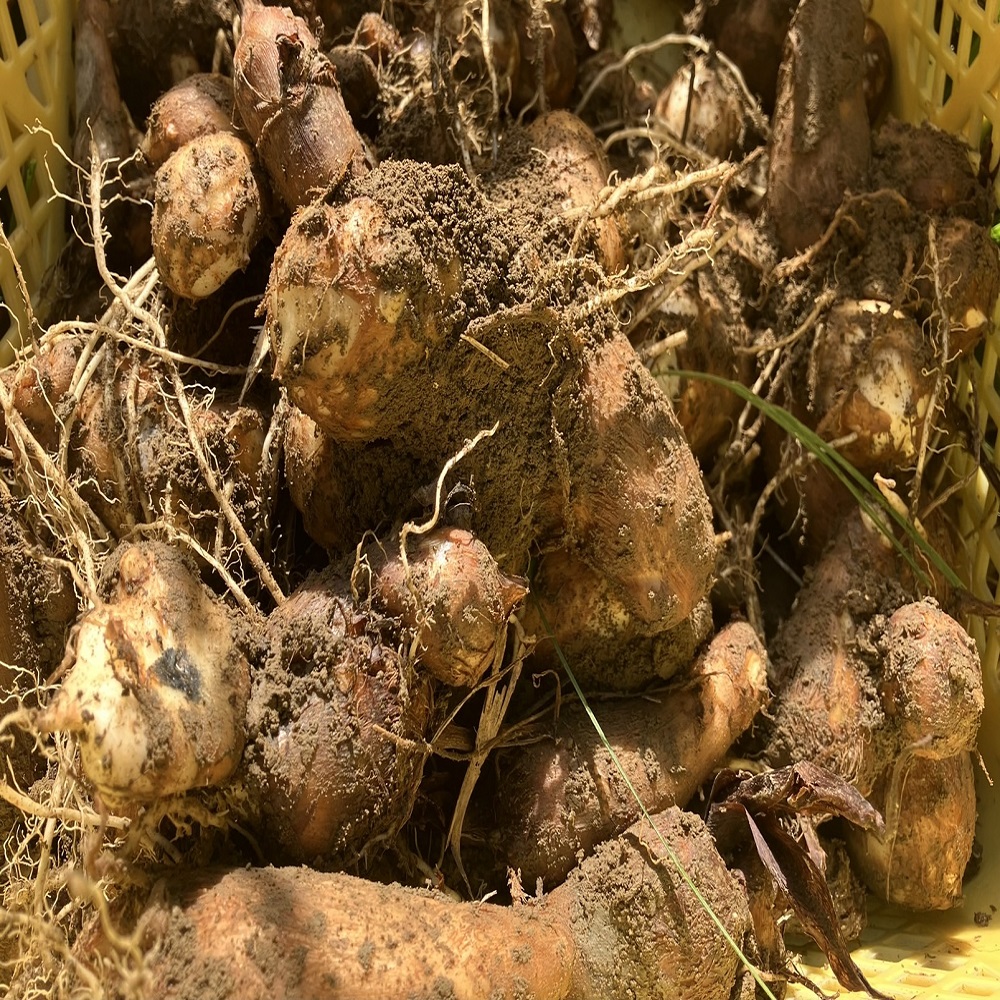 【先行受付】とびきり美味しい！ 自然農育ち 里芋 5kg 軽洗 皮まで食べられる 軽洗い さといも サトイモ 里いも 皮つき 無農薬野菜 野菜 芋煮 煮物 コロッケ 具材【R01345】