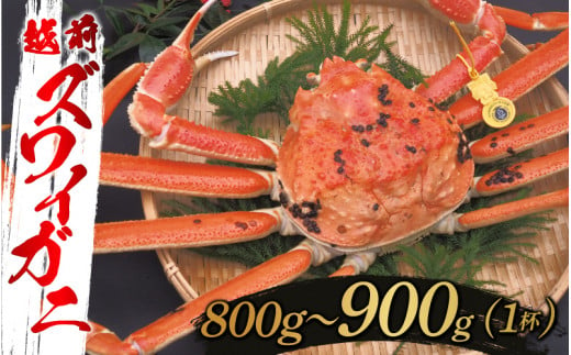 【選べる重さと配送月！】越前ズワイガニ 800g～900g×1杯[F-10304c] / ズワイガニ ずわいがに 蟹 カニ かに 海鮮 越前ガニ 福井県鯖江市