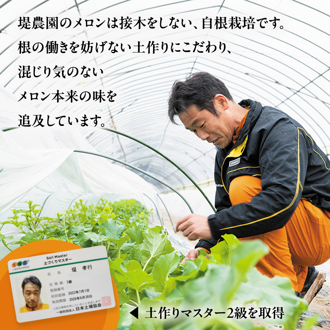 先行予約 ほのかメロン 秀品（ 赤肉 ） 2玉 【 6月上旬 以降発送】 メロン 果物 フルーツ 甘い 茨城県 茨城県産 期間限定 数量限定 産地直送 農家直送 [AV005ya]