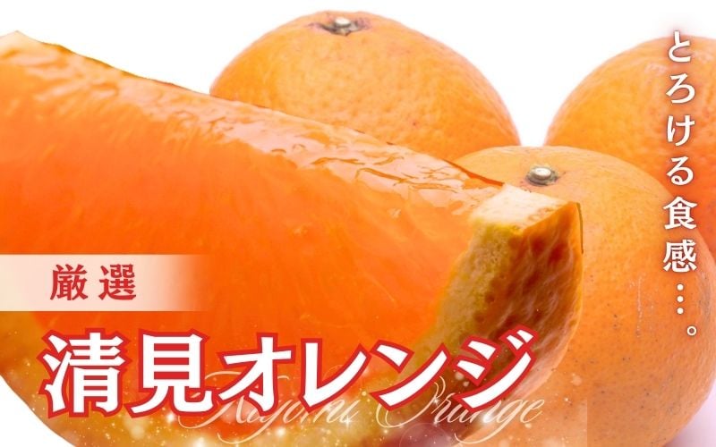 
＜2月より発送＞厳選 清見オレンジ1.5kg+45g（傷み補償分）【光センサー食頃出荷】【樹上完熟きよみオレンジ・清見タンゴール・清美】 ※北海道・沖縄・離島への配送不可【ikd196】
