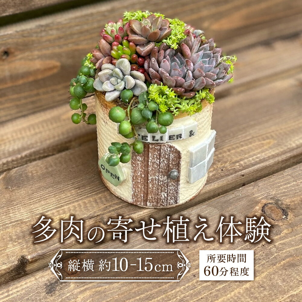 【ふるさと納税】【にじたま園芸部】多肉植物 寄せ植え 体験 ヤシのチップ 多肉の寄せ植え体験 専門店 講師 水やり 置き場所 増やし方 丁寧 レッスン 送料無料 大阪市 大阪府