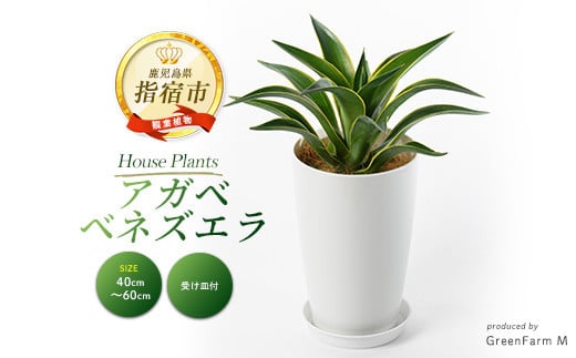 
            2025年3月上旬～発送【観葉植物】アガベ ベネズエラ黄40cm～60cm(Green Farm M/016-1357) 観葉植物 植物 鉢付 インテリア 室内 オフィス おしゃれ プレゼント ギフト 開店祝い 移転祝い マイナスイオン【配送不可地域：北海道・沖縄県・離島】
          