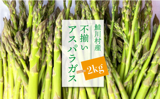 鮭川村産　不揃いアスパラガス　2kg