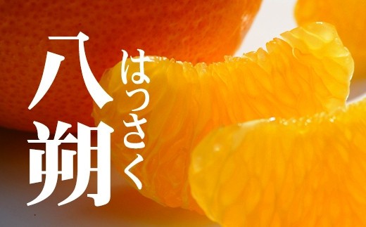 
                  八朔【赤秀】6kg 海南市の木成八朔 ハッサク はっさく 木成りはっさく 果物 みかん 柑橘 和歌山 フルーツ 産地直送［Mg26］
                