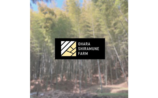 【先行受付】白宗たけのこ 2kg予約 4月上旬発送 熊本県 南関町産 春 筍