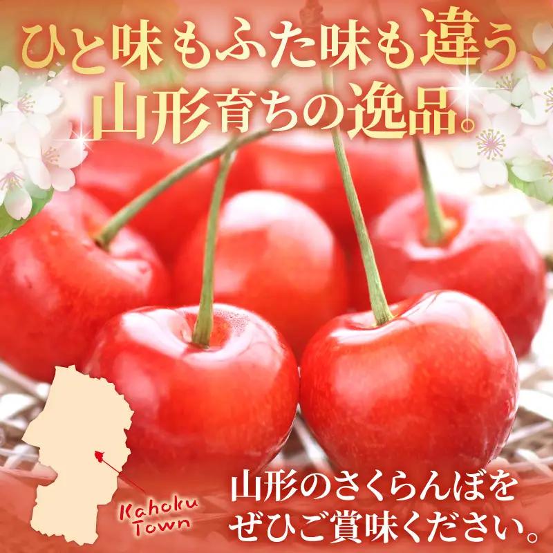 令和9年産 さくらんぼ 佐藤錦or紅秀峰 500g L玉 特秀品 さくらんぼ