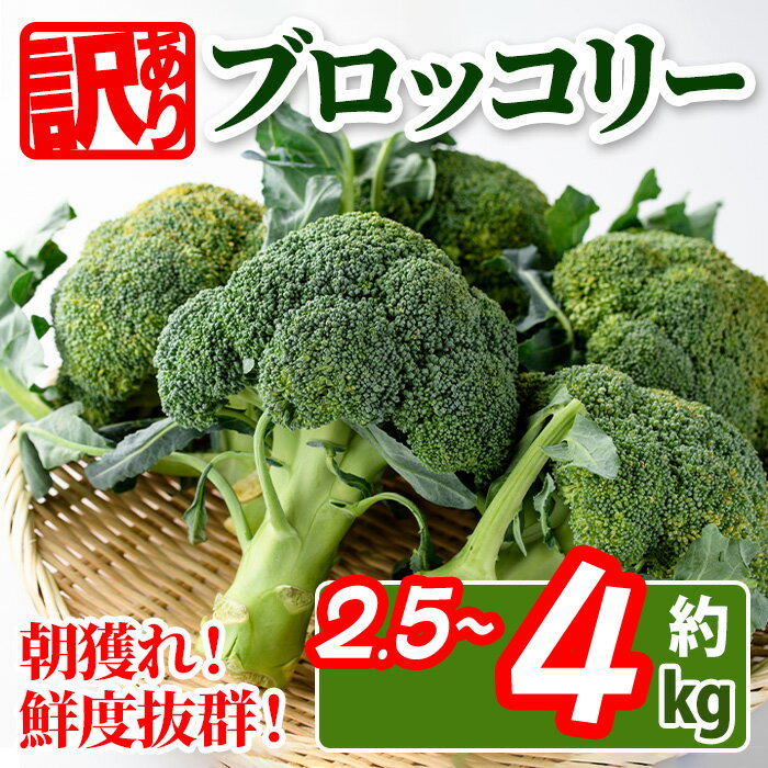 ＜期間限定！2024年2月上旬以降順次発送予定＞＜訳あり・家庭用＞＜選べる用量＞香川県産 ブロッコリー(約2.5kg・約4kg)国産 鮮度抜群 野菜 産地直送 新鮮 冷蔵便 【man058・man108】【Aglio nero】