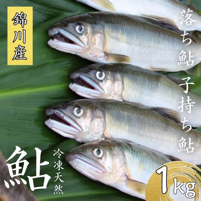 【ふるさと納税】錦川産 天然鮎 冷凍 1kg 10匹程度 落ち鮎 子持ち アユ【錦川漁業協同組合】