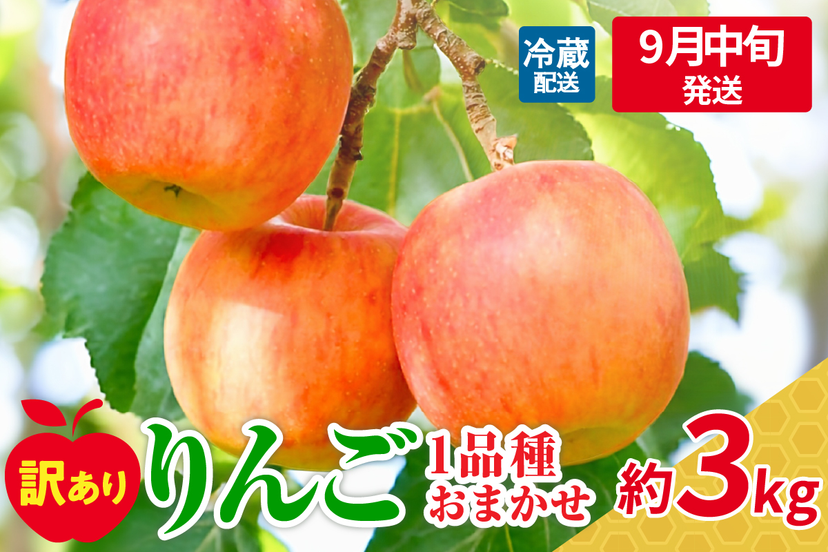 【2025年9月中旬発送】訳ありりんご約3kg（7～12個程度）|おまかせ品種|青森県五所川原市