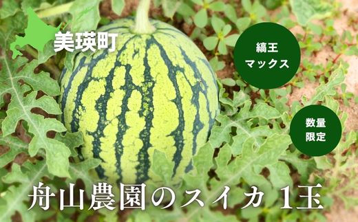 ≪令和７年産予約受付！≫舟山農園　スイカ1玉(縞王マックス) |  すいか スイカ 西瓜 フルーツ 果物 野菜 送料無料 北海道 道産 産地直送 数量限定 美瑛 北海道美瑛 北海道美瑛町 美瑛町  [013-80]
