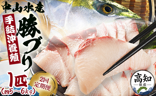 ブリ 鰤 1匹(5kg～6kg) 2回 定期便 海鮮 【先行申込】 - 勝ブリ 期間限定 魚 ぶり 鰤 寒ブリ 海鮮 鮮魚 魚介類 海の幸 ギフト お刺身 煮物  Wny-0015