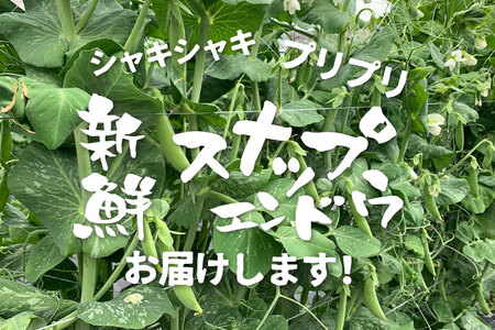 先行予約  野菜 スナップエンドウ 1kg / 野菜 エンドウ　池田農園
