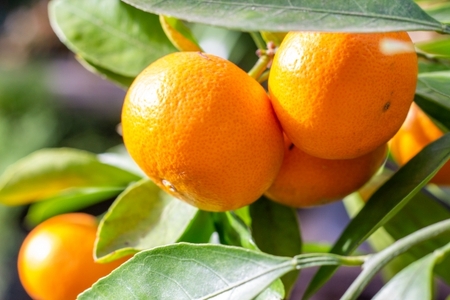 【濃厚・まろやか】有田産樹上越冬完熟みかん5kg（2S～Mサイズ混合・秀品）★2025年1月下旬頃より順次発送