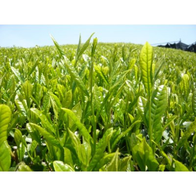 
            【令和7年新茶 先行受付】京都の老舗古畑園の宇治新茶　70g×3パック〈新茶 お茶 煎茶 緑茶 宇治茶 日本茶 老舗 最高金賞 高品質 飲料〉y0101
          