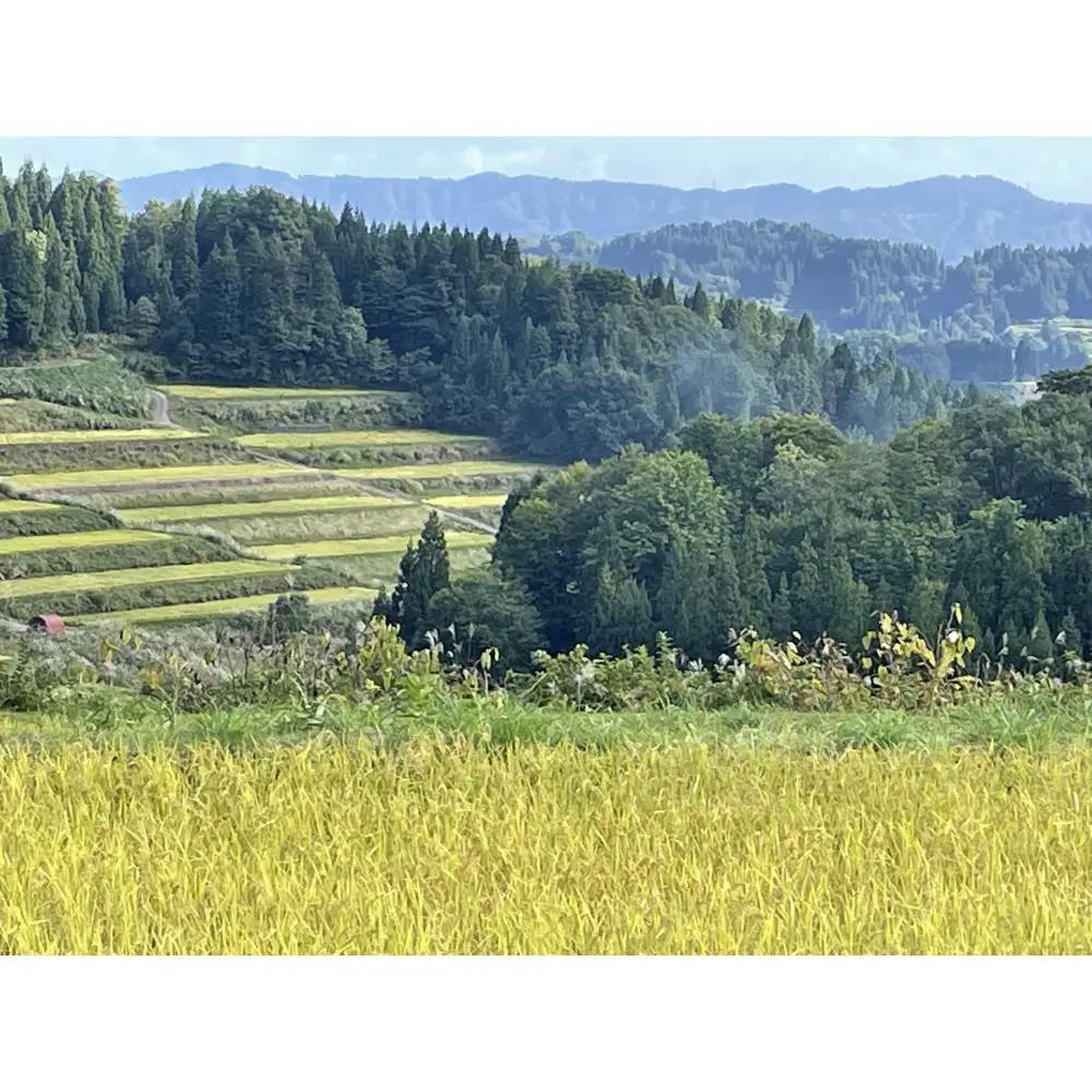 【無洗米】【令和8年産新米予約】【3か月定期便】10月発送開始《食味鑑定士厳選》日本棚田百選・十日町（魚沼）産こしひかり 10kg全3回