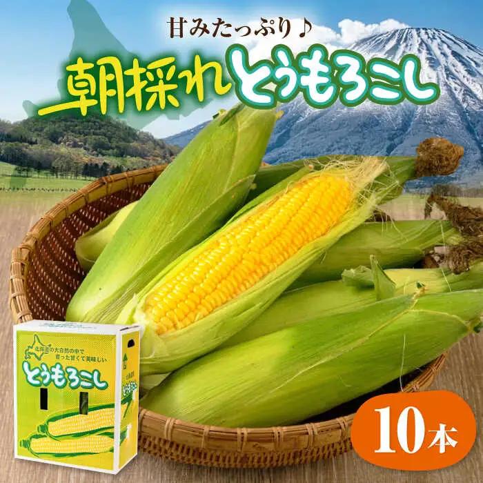 とうもろこし 10本 [AJAH025] とうもろこし