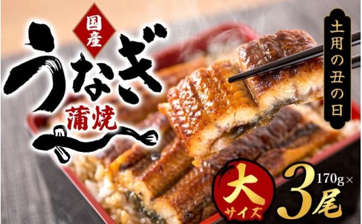 【土用の丑の日までにお届け！】【大型サイズ】国産 大型サイズ ふっくら柔らか 国産うなぎ蒲焼き 3尾 化粧箱入 先行予約 国産 うなぎ ウナギ 鰻 蒲焼 土用の丑の日 丑の日 【uot303A-dy】