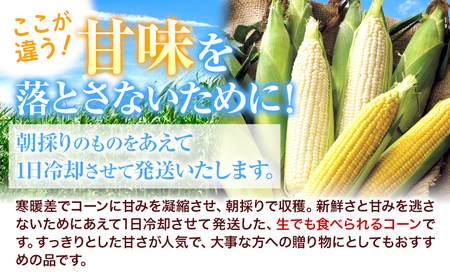 【先行予約】令和6年産 北海道名寄産ホワイトコーン L～2Lサイズ11本 | 北海道 とうもろこし トウモロコシ Lサイズ 2Lサイズ 夏野菜 お取り寄せ 旬 もぎたて 新鮮 産地直送 甘い 糖度 1