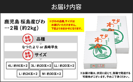 旬の朝採り！ 鹿児島 桜島産びわ 2箱（秀品） K343-001_02 果物 フルーツ